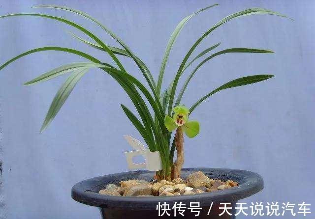 养兰花，并非越干净越好，此几种脏东西是养兰之宝