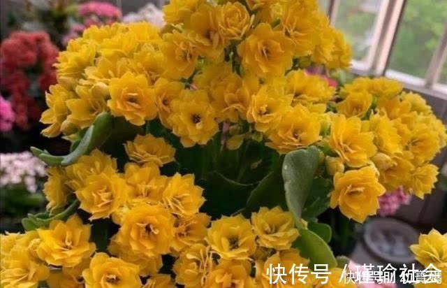 枝叶|长寿花开完花，马上给它做“3件事”，很快再次孕蕾开花