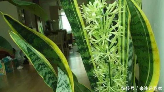 长寿花|家里不知道养什么花好，6种漂亮又好养的盆栽考虑一下