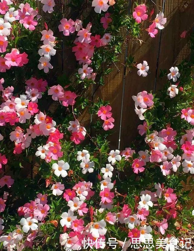 这花一开就是大半年,枝条沾水就活,根比萝卜还粗