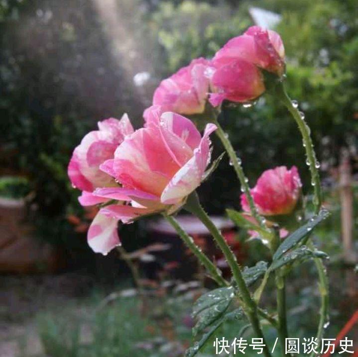 莫奈|月季中好养又美丽的“2种”,除了修剪施肥不用管,一直能开花