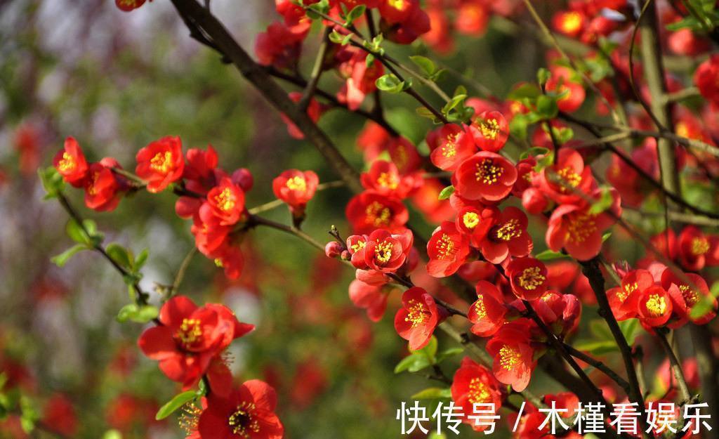此花有着优雅的花姿,花开锦簇很有观赏价值,是花中的神仙