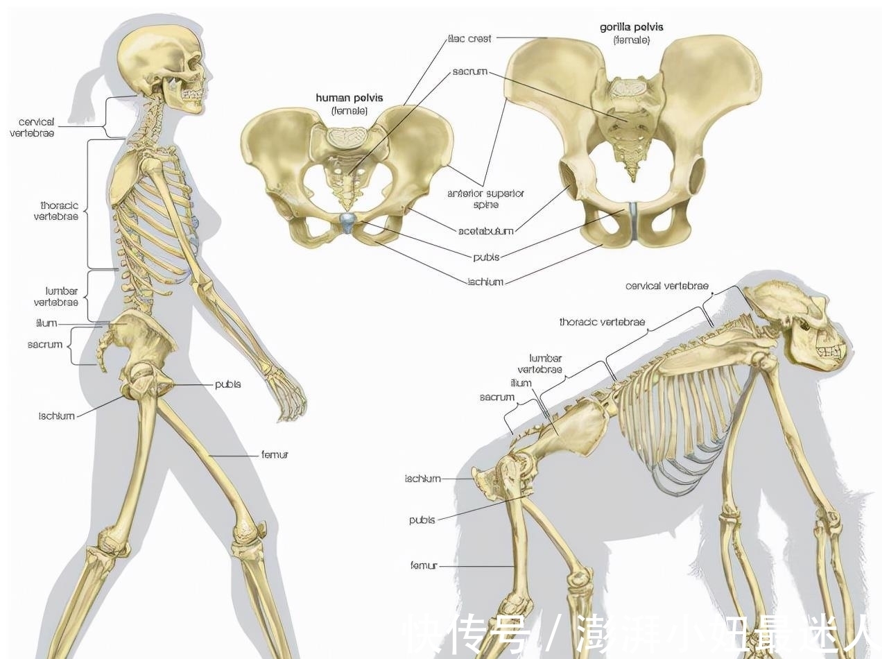 盆骨|为何动物生育后代如此轻松，而人类分娩时却疼得那么撕心裂肺？