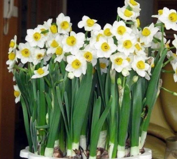 土培|4种花是懒人的最爱,有阳光就爆盆,给点水就疯长,太好养