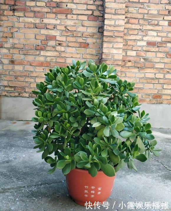 秋季玉树长的快,做到“1剪2喂”,主干变老桩,新叶又胖又圆