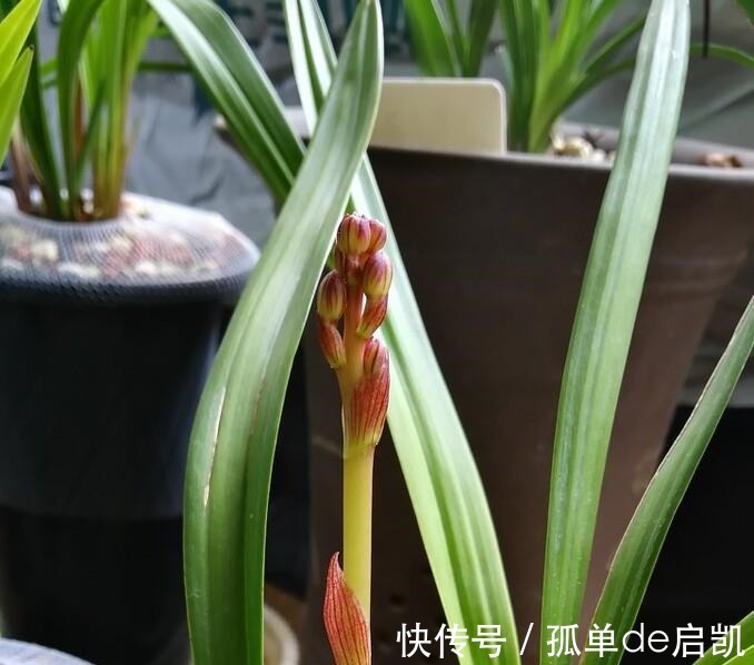 雨水|夏天养兰花,要注意五点要素,难养的品种也可以驾驭好