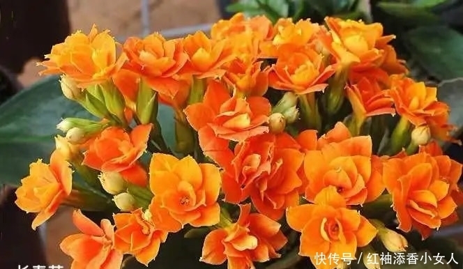 供奉佛菩萨:应该必须知道的“十二种圣花”