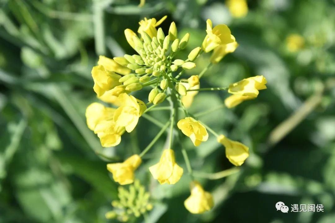 金色花海！福州油菜花开了！【区县头条】