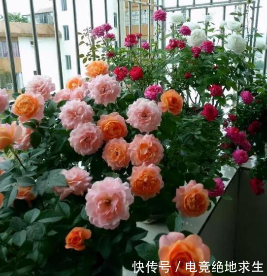 阳台养花容易长红蜘蛛，了解原因对症下药，2件事做好了事半功倍