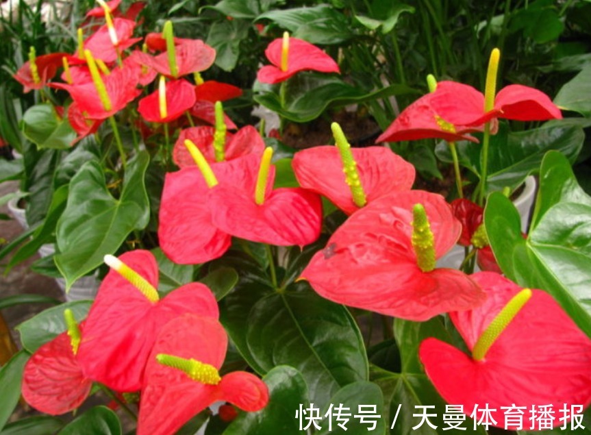 红掌|红掌、白掌太难养？这两种养护截然不同，不要当普通绿植去养