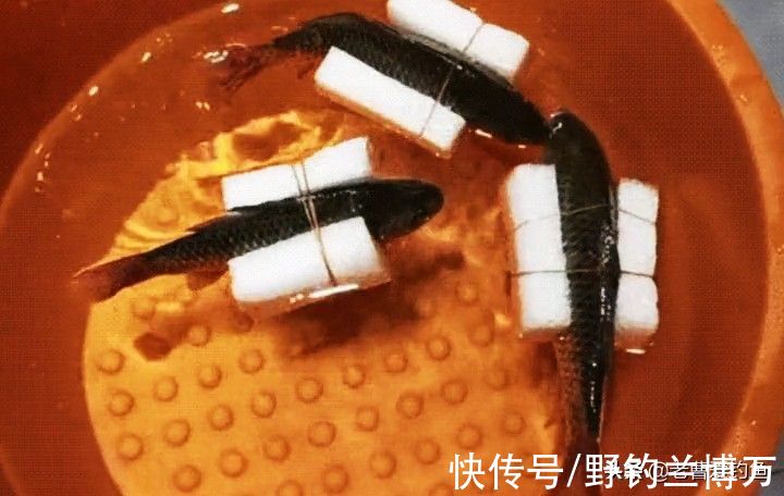 想让鱼活的时间长点,给鱼穿上“救生衣”,老钓友:脑子让驴踢了