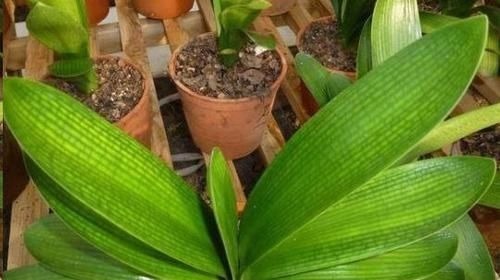 往君子兰花盆里丢一点这个,叶子又绿又亮,一年开花两次