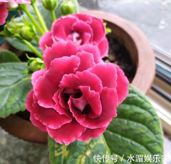 爆盆|大岩桐,好难听的名字,漂亮赛玫瑰,这么养开花爆盆就是半年
