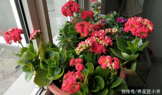烂根|长寿花夏季容易烂根黑腐，浇水加点“粉末”，远离黑腐，安全度夏