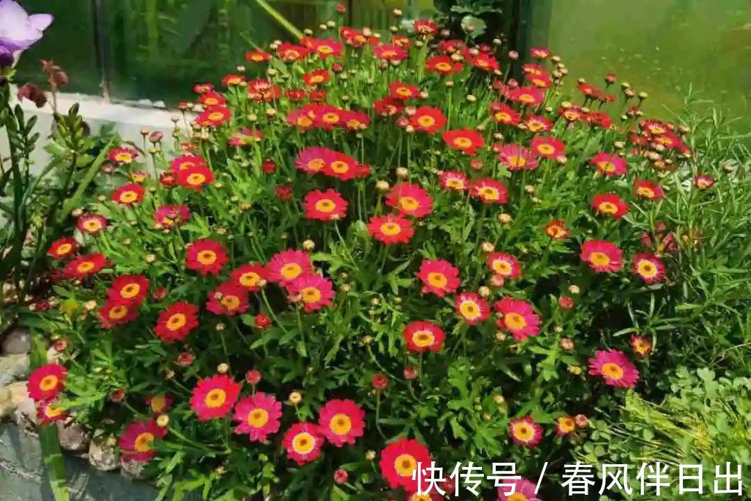 施肥|8种花赶紧剃头，剃得越狠，开花越多