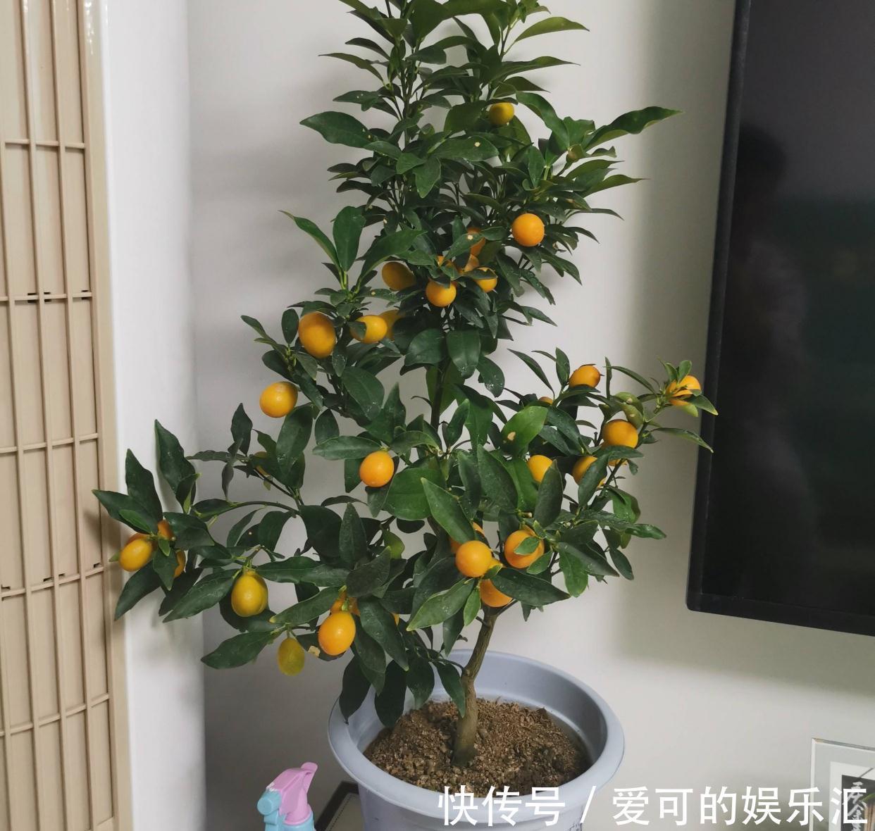 果子|阳台养花也种果,3种水果可盆栽,果子多、味道好、养护简单