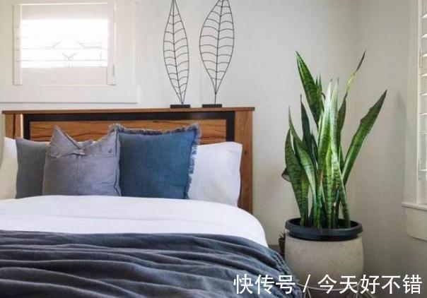 柠檬树|卧室不要乱养花,4种“催眠花”,净化夜间空气,一觉睡到大天亮