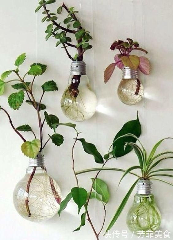 邻居|把灯泡拿去养花,挂在阳台上太好看了!真的太佩服邻居的脑洞
