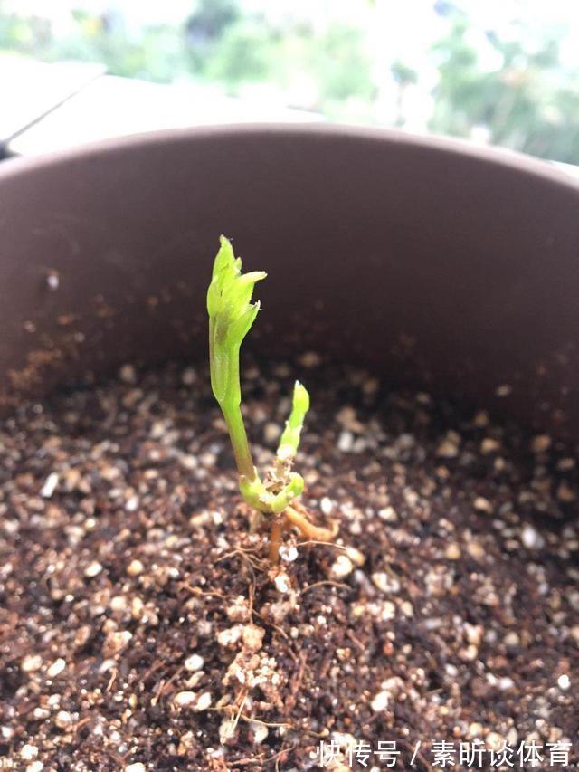 施肥|她养铁线莲，每年早做三件事，从不为开花发愁，今年我要向她学习