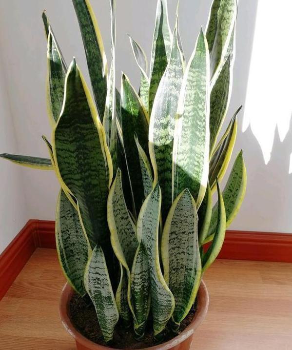 养花|想要自制肥养花降低成本,该如何操作学4招变废为宝省大笔钱