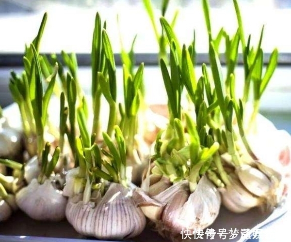食用|花生、大蒜、土豆、生姜发了芽还能吃吗误吃可能中毒!别大意