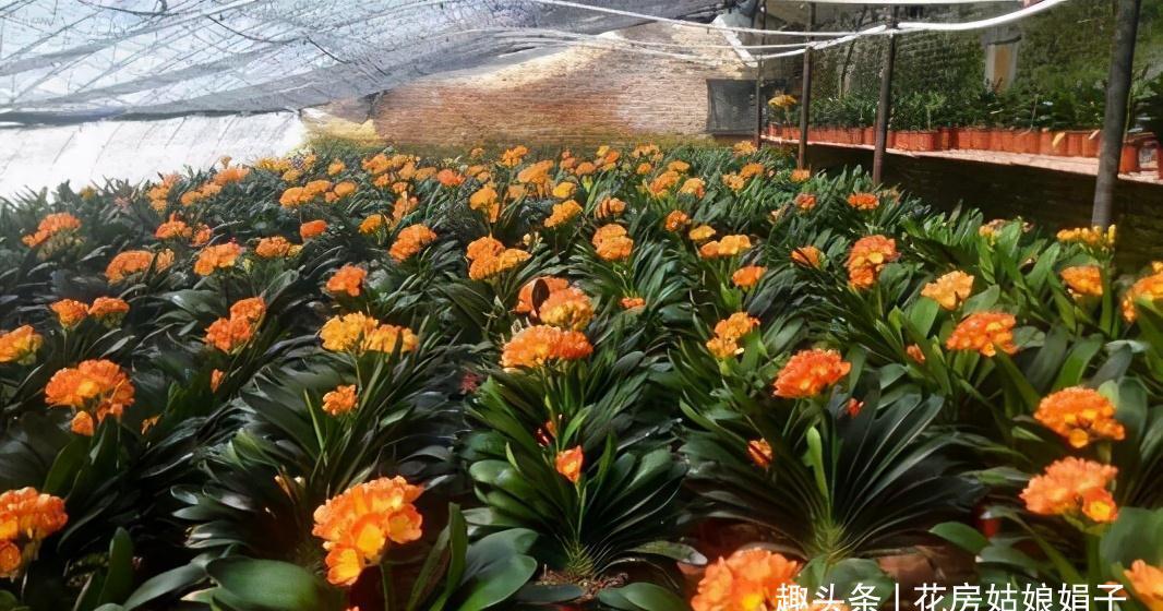 植株|君子兰在花盆里头重脚轻站不稳，别忽视，原因简单危害却很大