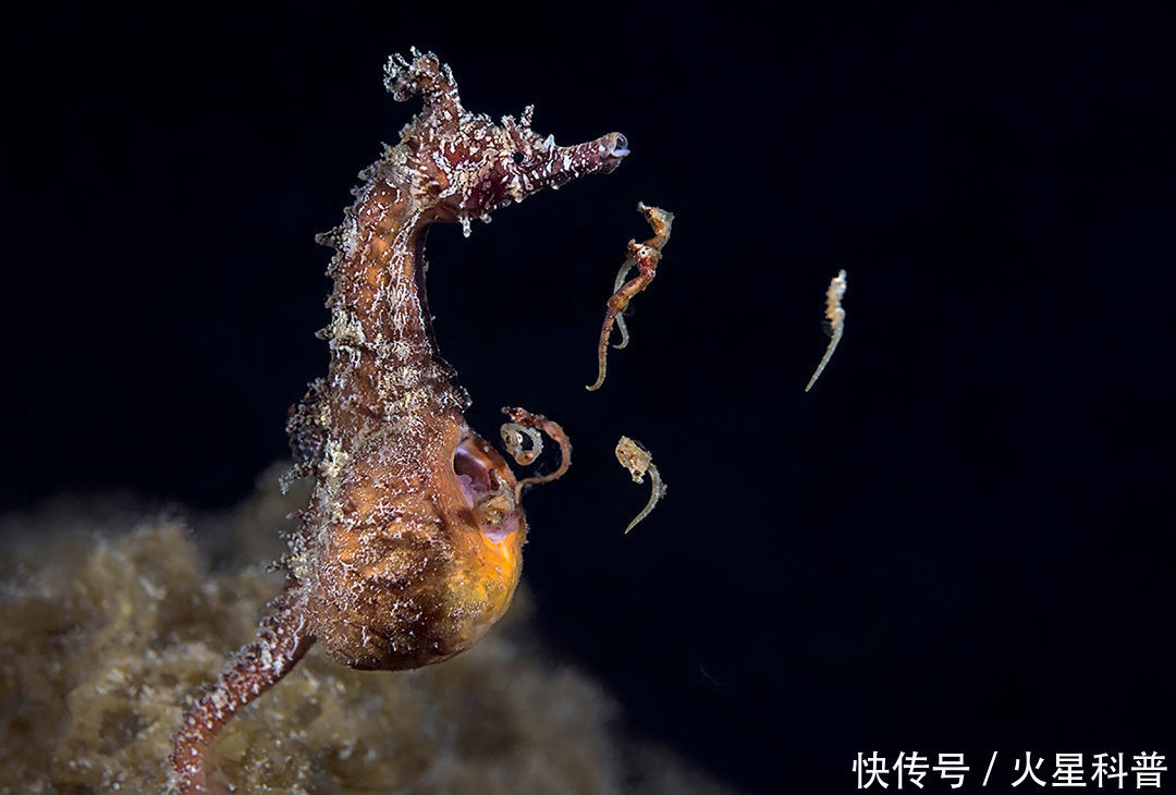 妊娠|男性也能妊娠？中国科学家给雄鼠移植子宫，生出10只后代