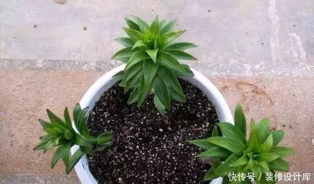 阳台上|这六种花不怕热不怕冷，特别好养活，每年都开花挤爆盆了