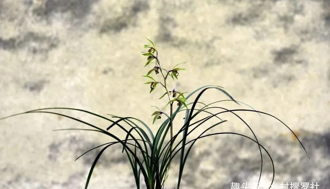 新手种植兰花,最容易犯的6大错,每一条都会影响兰花长势