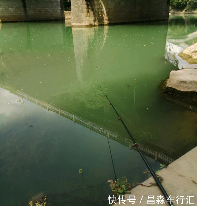 广州男子珠江钓起“鲤鱼王”，一米长全身金黄，路人争相出价购买