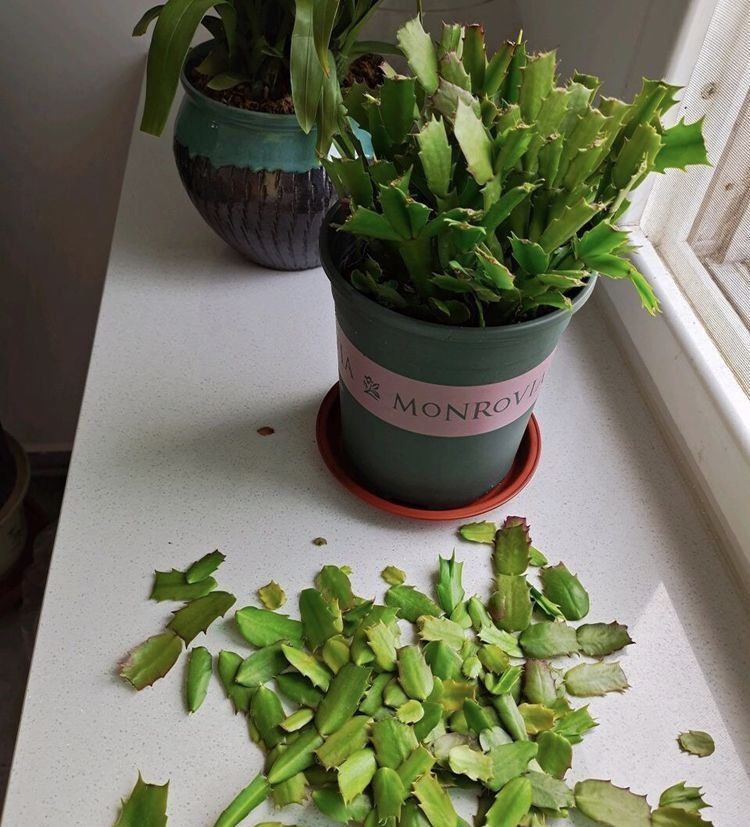 四季|她养的蟹爪兰,1个枝条冒出4个花苞,记住3个“要诀”,四季茂盛