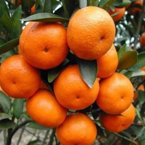 怀孕期间|这些食物是天然的叶酸片，孕妈经常吃，长胎不长肉，宝宝更聪明