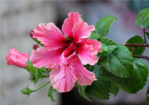 这几种类型的花草,最好不要从网上买,很难养活