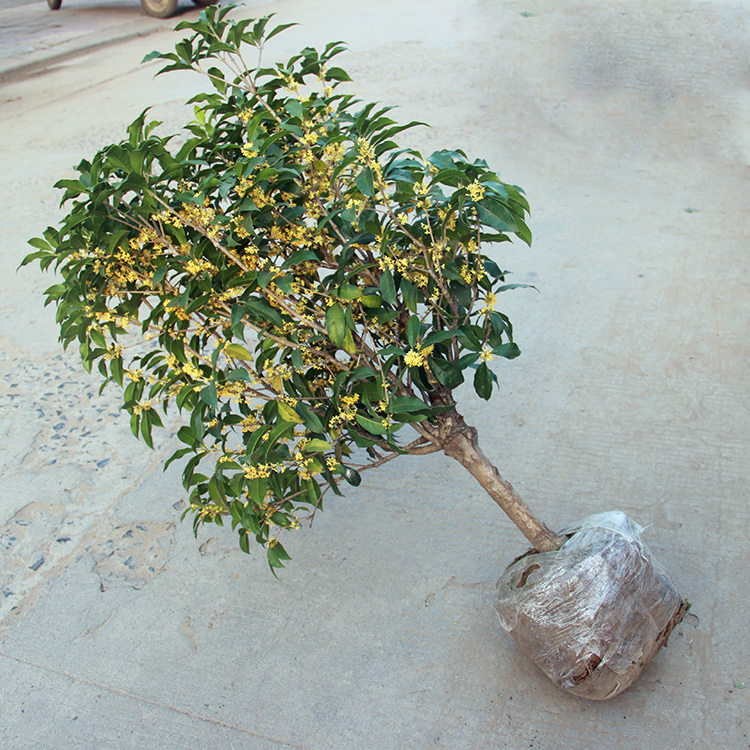 在家里种此树,除了观赏性强,长大了很值钱