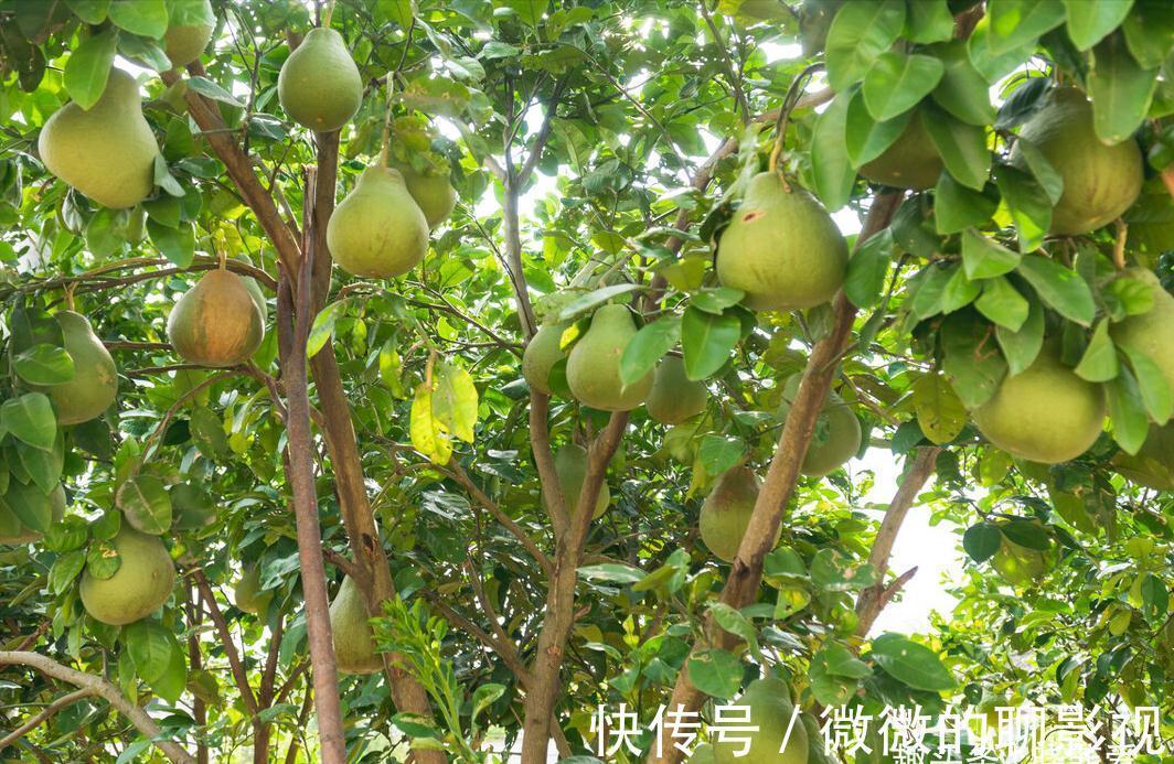 7种“旺宅树”,家有空地建议种一棵,能吃好看,旺财添福寓意好