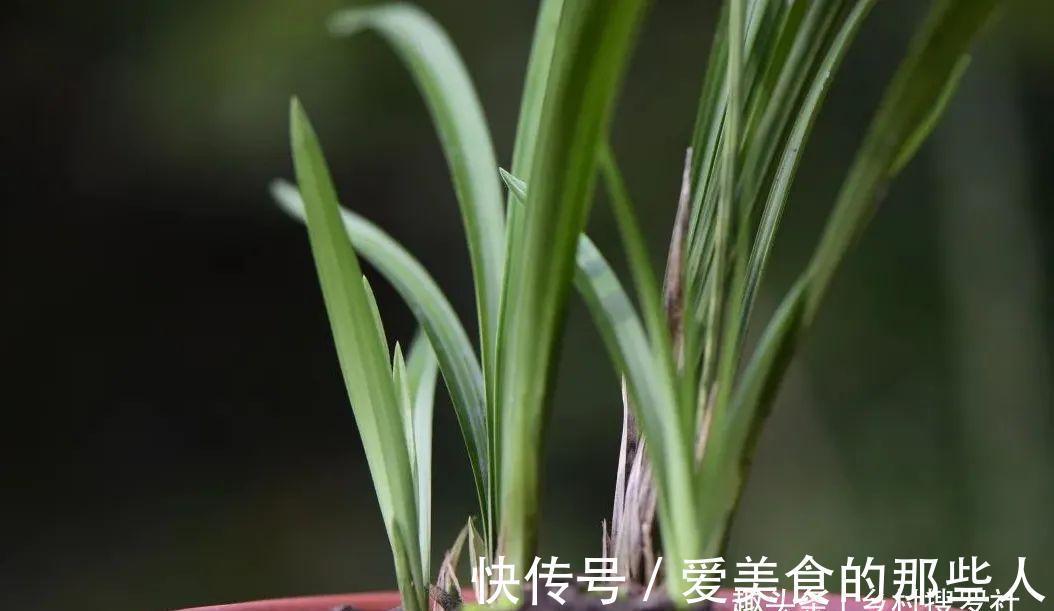 兰花茎腐病不要怕，4步操作就能养活开花，历时30个月