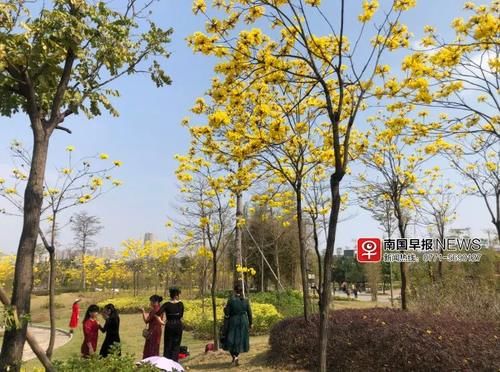 南宁的黄花风铃开了！快来这些地方赏花