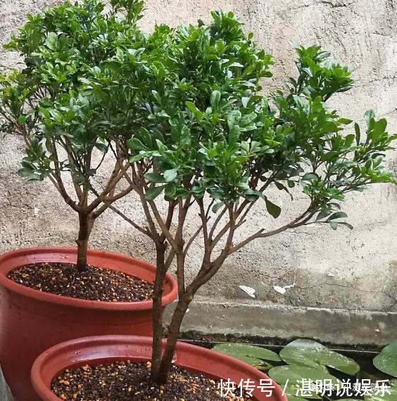 病虫害|米兰花怎么修剪一个修剪“小窍门”，植株饱满，枝繁叶茂开花多