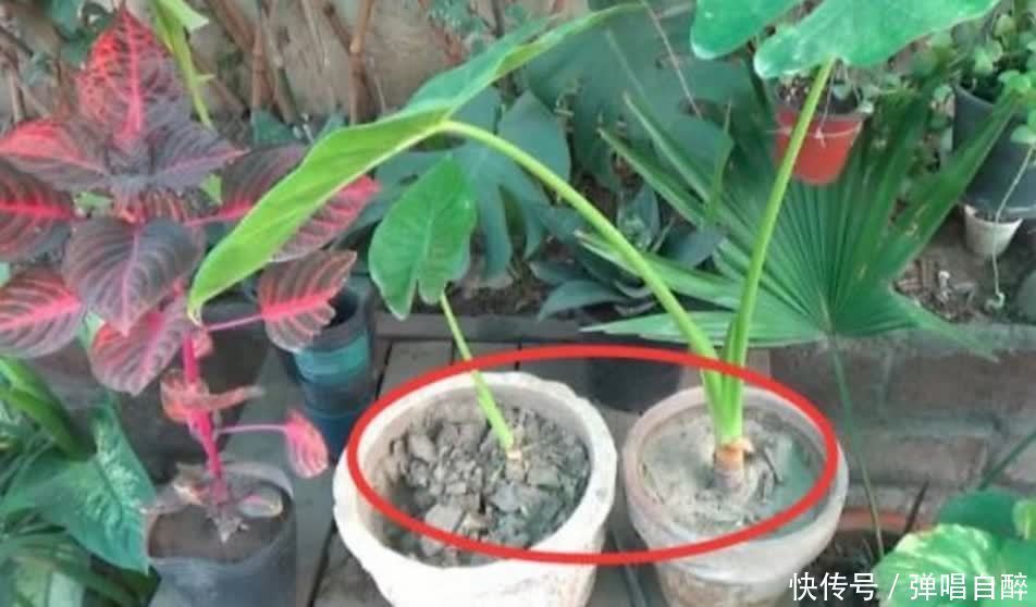 养花土壤别乱用,加上3种东西,肥力足了,几年不用换盆