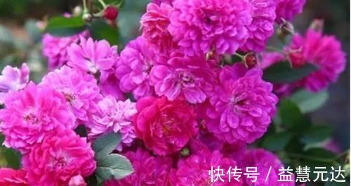 矮牵牛|3种花，越掐长越旺，一盆开出300朵，层层交叠，花开看不见叶
