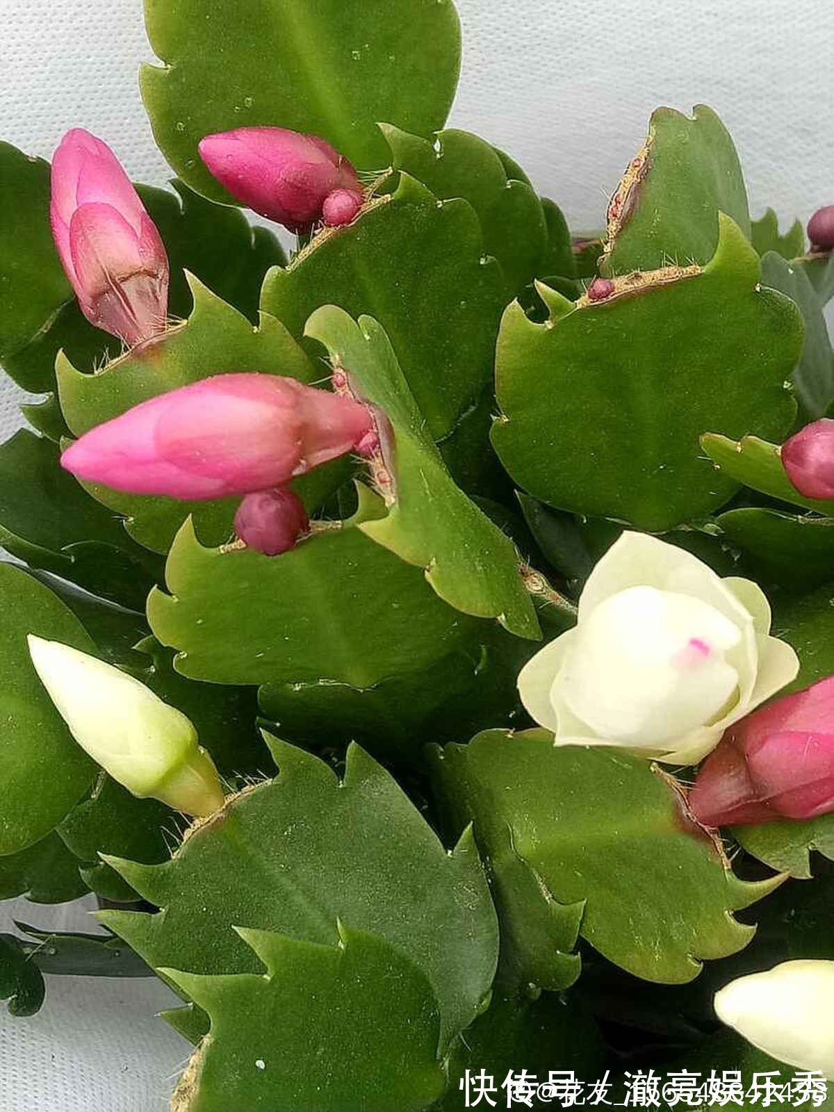 新芽|3种花马上要“醒了”,抓住时机养护,秋天呼呼冒新芽