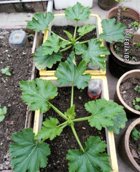 阳台种盆菜,比花还好看,结果还能吃,别提多美了