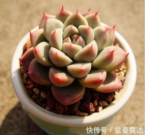 多肉植物|忘了奥普琳娜吧，养一棵阿尔巴佳人，叶片更肥厚，容易出状态