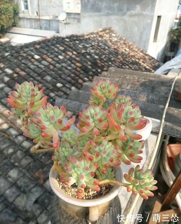 多肉蒂亚|这“三多肉”是爆崽小普货,遇水疯长,一晒就上色,易养成小老桩
