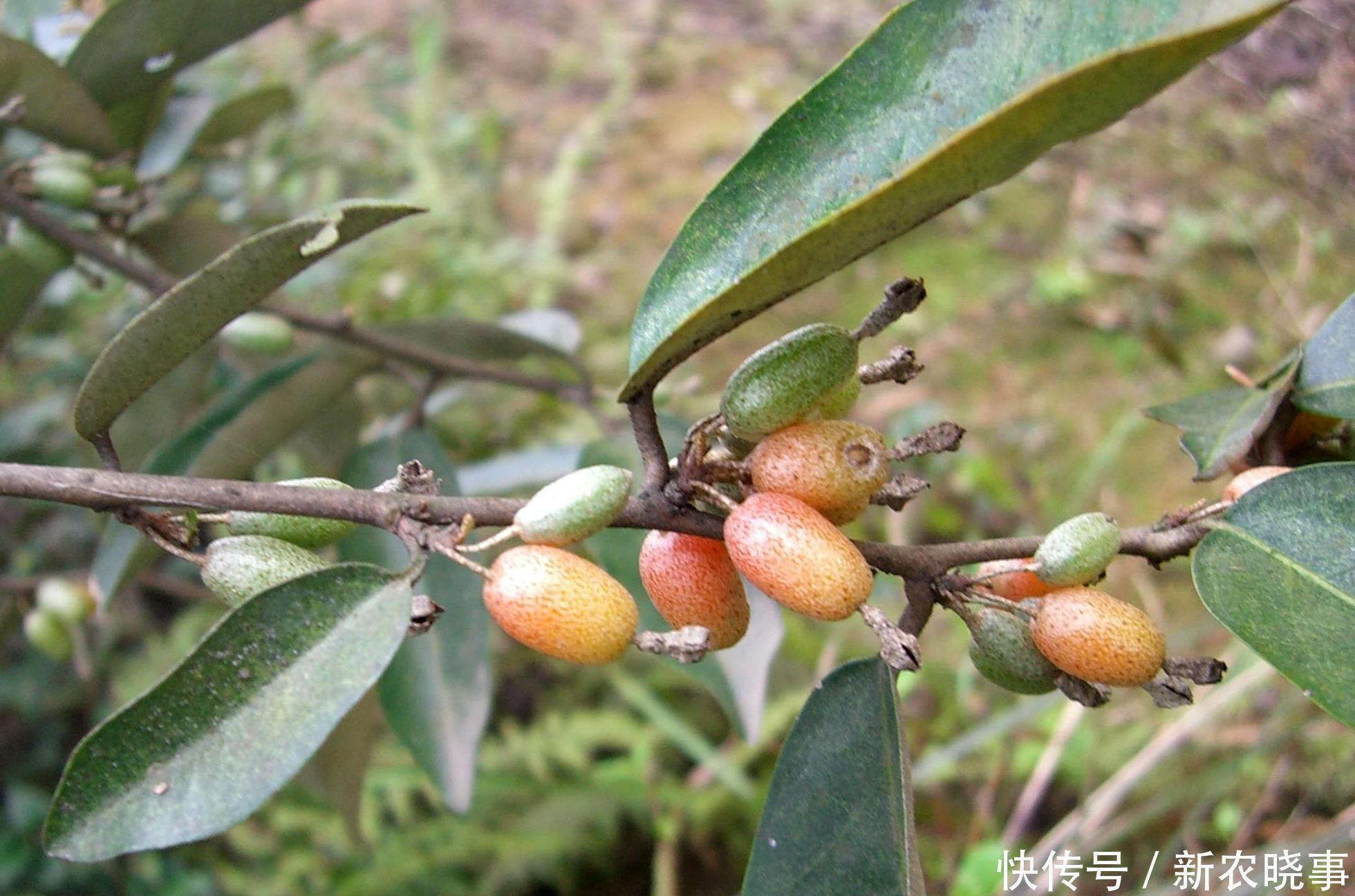 人称“羊奶果”,小时候常常吃,如今城里盆栽做盆景,已成稀罕货