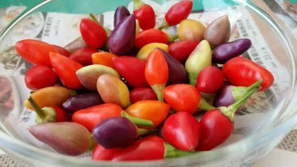 阳台种盆菜,比花还好看,结果还能吃,别提多美了