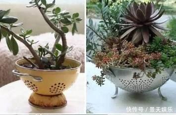 养花不用买花盆,这些生活中的废料用来养花,比花盆还好看