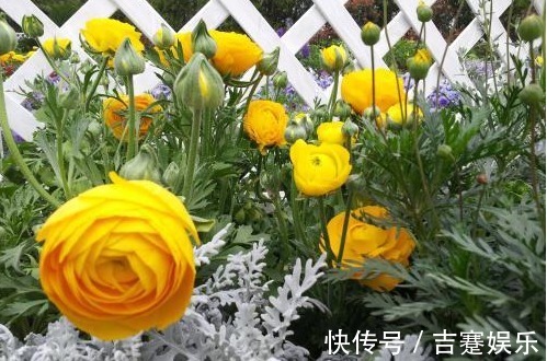 奇花!芹菜叶开出牡丹花,花色丰富,物美价廉,简直美爆了