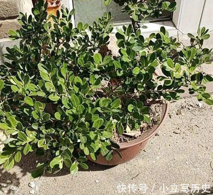 缺德商贩,把“绿化草”包装成“进口花”来卖,上当的人真不少