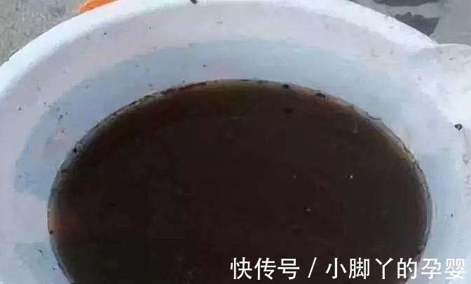 什么淘米水黄豆水都不如3种水,1个月浇2次,啥花都喜欢